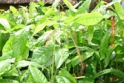 2.500 Bibit Pohon Ditanam Di Bumi Perkemahan