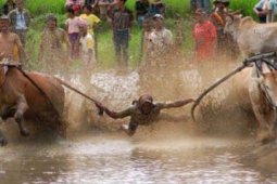 PACU JAWI