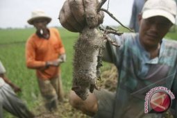 Walang sangit dan tikus serang sawah