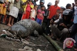 Warga Cimanuk temukan Ikan raksasa