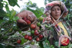 Nunukan Uji Coba Pengembangan Tanaman Kopi