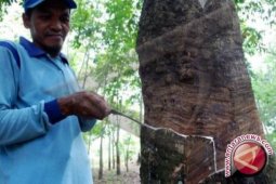 Pemkab Nunukan Kembali Uji Coba Tanaman Karet di Krayan