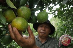 Jeruk garut terus dilestarikan dengan perluas penanaman ke selatan Garut
