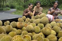 PANEN DURIAN MELIMPAH