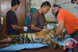 Harimau sumatera korban jerat pemburu terus membaik