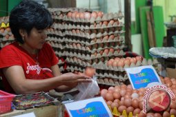 Harga Telur Di Gorontalo Turun