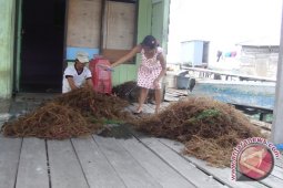 First Marine Kembangkan Budidaya Rumput Laut Bontang