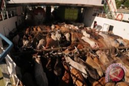 Kalsel Bisa Contoh Tataniaga Hewan Jatim