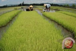 Distan Gorontalo Utara Sosialisasi Penyaluran Bibit Bersubsidi