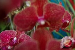 Angrek Macan Di Sangatta Terjual Rp100 Juta