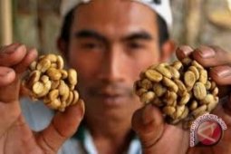 Omset warung kopi meningkat selama pemilu