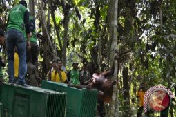 Peneliti: Perlu SOP Tangani Konflik Manusia-satwa Liar