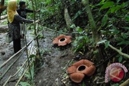 Dua bunga rafflesia mekar di Bengkulu