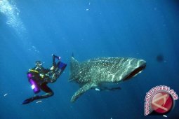 Penangkapan Hiu dan Manta Diperketat