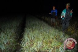 Kalsel Sulit Kembangkan Bawang