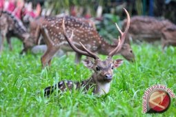 Rusa NTB Diperkirakan Tinggal 900 Ekor