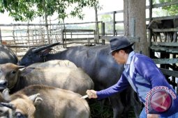 Disnakkeswan Kutai Kartanegara Vaksin Kerbau Kalang