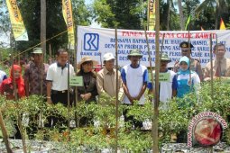 HST  Menjadi Lumbung Cabai