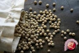 Mengembalikan Kejayaan "Muntok White Pepper"