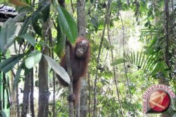 Menyingkap Keberadaan Satwa Langka di TNK