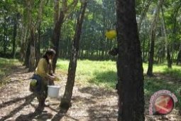 Petani Kabupaten Bangka Prihatin Harga Getah Karet Murah