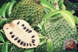 Buah Sirsak Kandung Antioksidan Tinggi