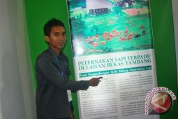 82 Sapi Dipelihara di Lahan Bekas Tambang