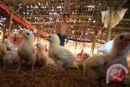 Dorong Industri Pakan Ternak
