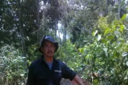 Polhut Tangkap Pembalak Liar Di Hutan Konservasi