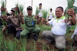 Ewindo Perkenalkan Budidaya Bawang Merah Hemat Biaya
