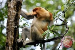 Bekantan Kalimantan