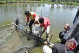 Pemkab Gorontalo Salurkan Bantuan Bibit Ikan Lele