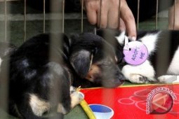 Thousands Dogs to Manado