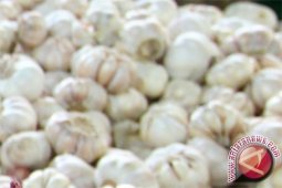 Harga bawang putih ditingkat petani turun