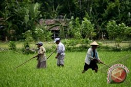 Wabup Ajak Masyarakat Bangka Kembali Bertani