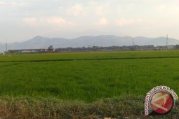 Bupati Optimistis Perluasan Sawah Capai Target