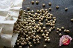 Bangka Belitung menuju penghasil lada putih kelas dunia