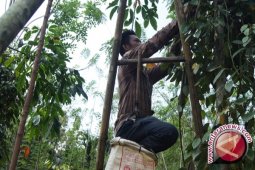 Petani Lada diimbau waspadai busuk pangkal batang