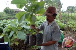 Distanbunnak Babel Jamin Kualitas Bibit Bantuan
