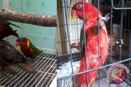BKSDA  Kaltim Gagalkan Perdagangan Tujuh Ekor Burung