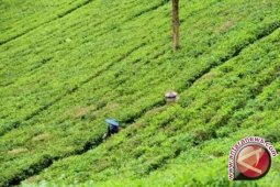 Bangka Barat tingkatkan daya jual teh Tayu