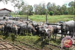 Investasi Kerbau Kalang di Kaltim Menjanjikan
