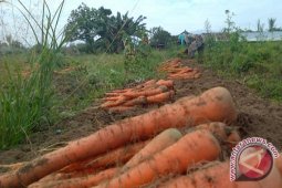 Petani Rejanglebong menanti peningkatan harga