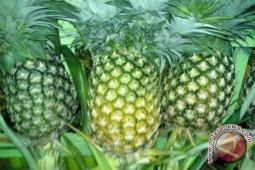 Bupati Barsel Ajak Masyarakat Kembangkan Nenas Parigi