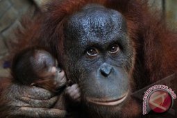 KELAHIRAN ANAK ORANGUTAN