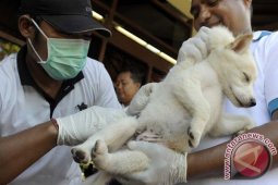 Kekhawatiran Warga Bali Pada Anjing Berlebihan