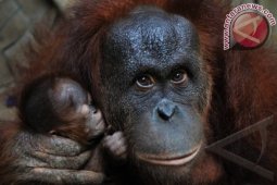 Anak Orangutan