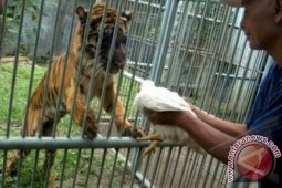 PERAWATAN HARIMAU