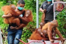 Orangutan Kalbar Direhabilitasi