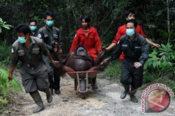 PELEPASLIARAN ORANGUTAN